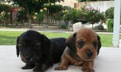 WE HAVE NEW DACHSHUNDS PUPPIES, MALE & FEMALE, SMOOTH & LONG COAT. PLEASE GO TO MY WEB SITE AT www.aaapuppydogs.com&nbsp; . Or Call --