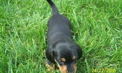 I am a small breeder who only has two litter of puppies each year. &nbsp;My puppies get outside play time each day and are well socialized with both dogs and people since I have two children who play with them all of the time. &nbsp;
My cream girl,