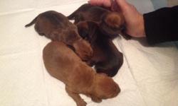 We have 5 purebred puppies for sale, 4 males and 1 female. Both parents are regular sized dachshunds, but the mom is petite weighing at 14 pounds. The dad is 20 pounds. Both of the parents are on site. The puppies were born on 1/6/2014 and will be ready
