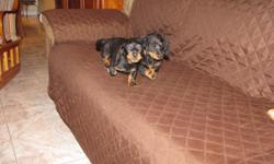 I have 2 male Dachshund puppies, they were born on november 11.&nbsp; Parent on site,&nbsp; up to date on shots