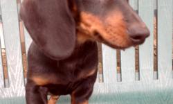 Handsome Black and Tan Dachshund! He was born in a warm loving home on 3-28-2016. His price is $788 plus $8.95.&nbsp; Comes from the A.C.A. registered planned breeding of "Louie"and "Dolly Parton 1" both parents are small.&nbsp; He has his&nbsp; shots and