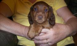 Beautiful cinnamon male Dachshund puppy-8 weeks old. 1st shots and wormed. Nampa-call-908-2186.