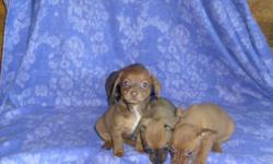 CKC REG DACHSHUND/CHIHUAHUA PUPS. MOM IS A DACHSHUND DAD IS A CHIHUAHUA. THEY HAVE HAD FIRST SHOT AND DEWORMED. I HAVE 3 GIRLS AND 1 BOY. --