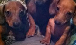 Dachshund pups for sale, red male and red female, 8 wk. has had first shot and deworming, shown with mother, miniature size, very sweet and playful, will make a good family pet and loyal companion. Call me for an appointment to come and see them. You can