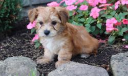 Yo! How you doin? I'm Dallas, the charming tan and white with dusting of black male Morkie! &nbsp;I like to snuggle up in a lap and play ball. I was born on June 7, 2016 and my parents 9 & 7 lbs. They're asking $599.00 for me.! I'll come with shots and