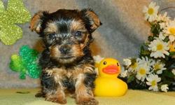 darline Yorkshire Terrier Puppies For Sale
FOR MORE INFORMATION ON THE FISHES PLEASE DO TEXT US AT
() -
&nbsp;