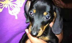 Black and Tan , dapple mother , one male one female. 10 weeks 150 if you get booster and rabies 1 set shots completed. Parents AkC, price without papers. Other purebred sell for over 300.00
