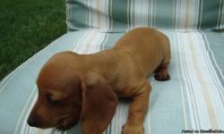 one dachshund (winnie dog) puppies red in color female will be ready to take home december 19. 2010 wonderful pets for kids they are akc registered out of good stock. more pictures available on request call 812-473-0202