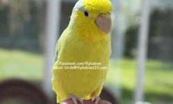 This marvelous looking parrotlet has a classy way about him as he stands up on your finger. His handsome shape and color is an interesting combination for this new release of parrotlets. His grand size is a formidable display of this unique companion as