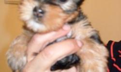 dearly Yorkshire Terrier Puppies For Sale
FOR MORE INFORMATION ON THE FISHES PLEASE DO TEXT US AT
() -
&nbsp;