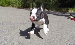 Come check out "Rogue", our precious designer female Frenchton puppy! Her adorable personality will melt your heart! * French Bulldog x Boston Terrier * 10 weeks old and ready to go home! * Current on Shots and Deworming * Vet Checked and Cleared * Clean