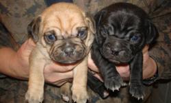 I am taking deposits on Puggle puppies. I have 1 black male, 1 black female, and 2 tan females available. They will be ready for new homes March 21st. They will receive 2 puppy shots and wormings. They will mature to around 20 to 25lbs. Please call