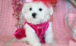 Very TINY LITTLE Pocket Baby
Tiny MICRO TEACUP Maltipoo Puppies
9 weeks old
Males and females
PRICE: $200
PERFECT Purse or Pocket PUPPY, Love to be carried around and give you KISSES!
STUNNING Babies WILL BE 4-3lb full grown!!
TINY MICROS
PICK UP OR FOR