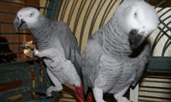 DNA Tested Talking Congo African Grey Parrots.z This cute affectionate pair of birds comes from the same bloodline. they are up to date on shots very loyal and friendly with kids and other home pets. our birds are now available to go with all