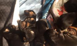 Pre selling 2 week old Doberman Pinchers. &nbsp;They are pure bred but not papered. &nbsp;3 Females available $350/each 2 Males available $300/each. &nbsp;Please call (208) 577-7646 or (208) 591-1016.