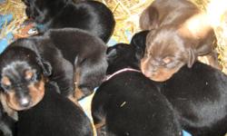 Beautiful AKC Doberman Pinscher puppies for Sale! The mother weighs in at 70 lbs and has a great temperament. The sire weighs in at 105. There were 11 in the litter. There are 2 girls (one black/Rust the other red/rust) and two boys left (both black/rust