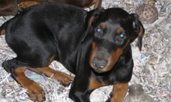 Had a litter of ten, Mom &nbsp;blk/rst - 1/2 Euro, &nbsp;Dad red/rst &nbsp;all Euro. Lots of working titles, Superior Size, All were Vet checked, tails & dews done, had first & second&nbsp; shot, some health testing done. Call for details. READY NOW !