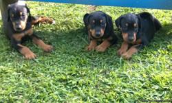 AKC Doberman Puppies ready for new homes!
Born June 14, 2014
More information and pictures on Facebook at Annapolis Dobes of Nottingham.
&nbsp;
Dew claws, tails docked and first shots.
All Black/Rust
Call 443 822 3498 to set up time to see them.
&nbsp;