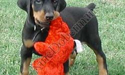 AKC Black and Rust male doberman pinscher puppies, Champ lines, born 06/19/11
K-Nine Dobermans.com Photos taken 08/13/11.
None of our doberman puppies are "Z" factored. That is, they do not carry the white gene.
All doberman puppies for sale will have