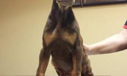 23pds red doberman. Tail docked,declawed, first 2 shots and dewormed. Call 9094381498