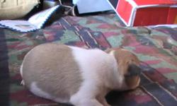 Chihuahua; 2 wks old male. Party color 4 colors; fawn,black,white,blue.Adults are AKC registered.