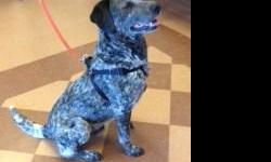 Beautiful Catahoula(cattle dog)-mix male dog needs a forever home; 2 years old; great disposition; very submissive; gets along with other dogs and cats; loves children. Would make a wonderful family pet or a great sporting dog. He is heart-worm positive