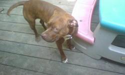 Pitbull Dog For Sale.......$75.00
7 month old female with green eyes
Contact Randy @ (561) 996-6511