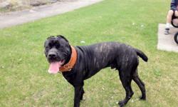Cane corso Italian mastiff with papers call for details must sell..
