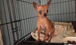 He's a male chihuahua, he's blind from one eye but he's very friendly and lovable!