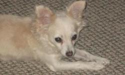 Bitsy is a&nbsp; white3 year old Pomchi. She is housebroken. I rescued her from a foster care in Las Vegas, and have had her for a year and a half. Because of health reasons I am no longer able to care for her. Please give her a loving home.