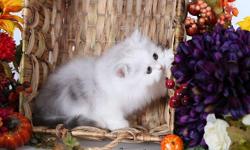 Doll face tea cup persian kittens for sale