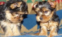 An absolutely cute darling toy size male and female Yorkie puppy. They got vaccinated and dewormed up to date. He is registered with AKC. He has compact body with short snouts and legs. He also has nice soft/thick coats. He will turn out to darker color