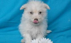 Do like something with a little spice to it? If so, then Hi, I'm Dolly! The adorable Female Poogle! I'm 3/4 Poodle and 1/4 Beagle. I was born on December 19th,2014. A lot of people seem to like me for my name, my soft, cream colored fur, and because I'm