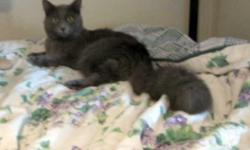 I have one Grey Domestic Longhair Cat born 3-15-13 available for just $75.00.I call Him Blue Baby, He is Weaned, Healthy & Litter Trained. He is one of the sweetest natured most loving cats I have ever seen. (Keeping in mind I generally breed and raise