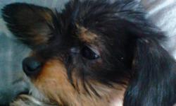 Dachshund Yorkie hybrids puppies for sale. They are great with kids and cats, they have their shots and have been dewormed and pad trained also their dew claws have been removed.