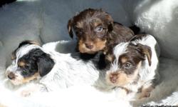 Yorkie/ dachshund mix puppies. Happy little pups,&nbsp; very loving, would make great lap dogs, will be small, up to date on vaccines and dewormings. $300&nbsp; I'm posting for a friend so&nbsp;For more details call&nbsp; Dorothy -- in Palestine area