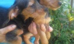 Born on May 3rd I have&nbsp; one female left. She is black and tan with short under coat like father and wirey hair (thin) like Yorkie Mom.&nbsp; Very active and loves to play.&nbsp; She&nbsp; also demands attention if you are near.&nbsp; Father is reg.