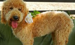 Five adorable Double Doodle puppies will be ready to go home before Christmas. We have four boys and one girl in colors ranging from light champagne to dark auburn to black. We expect these puppies to be low to non-shedding with wavy or curly coats. We