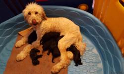 Beautiful puppies born 4/17/2016. Dame is 2nd generation golden Goldendoodle. Sire is 2nd generation black & white Labradoodle. Pups were born black with a little white on some but colors are subject to change. Bred for temperament. Pups should range from