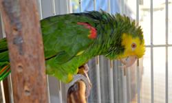 Looking to Re-Home my Fathers Double Yellow Headed Parrot named Newton.&nbsp; Dad had him for 28 years- me for 3.&nbsp; Says 15-20 things, Hello, Oh such a pretty boy, Oh whats you got there, barks, I love you... etc (no swear words) and his best quatlity