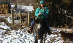 These Horses are listed on :wwwsells.com. &nbsp;Pearl is a gray Appy mare, she is 6 years old 16hh. Pearl is a puppy dog, she loves to be with people she is currently being started ground driving. She is mellow and she will pull a barrel around with the