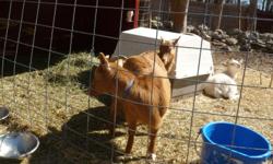 2 Nigerian Dwarf Goats for sale. $225.00 each. Just turned a year. Buff colored, very friendly & raised w/ children. Have had all their vaccinations & very healthy. They are ready to go. Call 860-742-1114