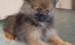 Just in time for Christmas, I have 5 pomeranian puppies available for sale. Born in August of 2012.
4 males and 1 female.
All puppies have been raised in my home with my family and myself, they've never been kept outside in kennels. They are very