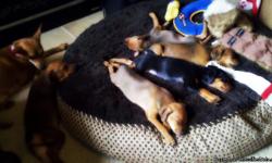 We have four male min pin puppies looking for a good home. Tails and duclaws done. Shots up to date. Both mom and dad are on site. Loving puppies. Ten weeks old April 15th.