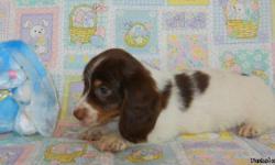 Easter Special! AKC Miniature Dachshund Chocolate & Tan Piebald male puppies born March 2011. Three Tuxedo Pies for $400 each and one Extreme Pie that is mostly white for $500 with first set of shots. Mother is a longhair Chocolate & Tan Piebald and