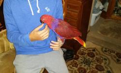 I have a 10 month old baby Eclectus female,she is super sweet and cuddly .needs a new home