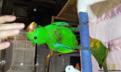 I have a sweet male Solomon Island Eclectus baby that is ready for a new home. Hatch date 7/20/14.
He loves cuddling and adores people.