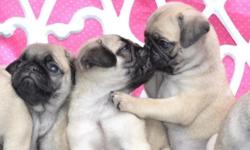 &nbsp;We have lovely well trained and healthy baby pug puppies in fawn and black color searching for new and forever homes.
All puppies are very good with kids and other home pets.
Our puppies are very Healthy and vaccinated with all necessary health and