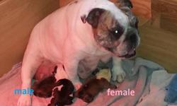 AKC Registered English Bulldog and IOEBA Olde English Bulldogge Puppies.&nbsp;Our puppies as well as parents are very healthy with no history of health problems. Our Bully's are our in home pets. We pride ourselves in creating a family pet which is