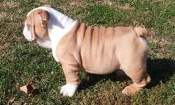 HEY, HEY, HEY!&nbsp; MY NAME IS FAT ALBERT!&nbsp; I HAVE 2 BROTHERS AND 2 SISTERS, BUT I THINK THAT I AM THE BEST LOOKING!&nbsp; WE ARE ALL FOR SALE.&nbsp; AKC, CHAMPIONSHIP BLOODLINE, 20 WEEKS OLD, FIRST SHOTS AND WORMED.&nbsp; PARENTS ON SITE.&nbsp;